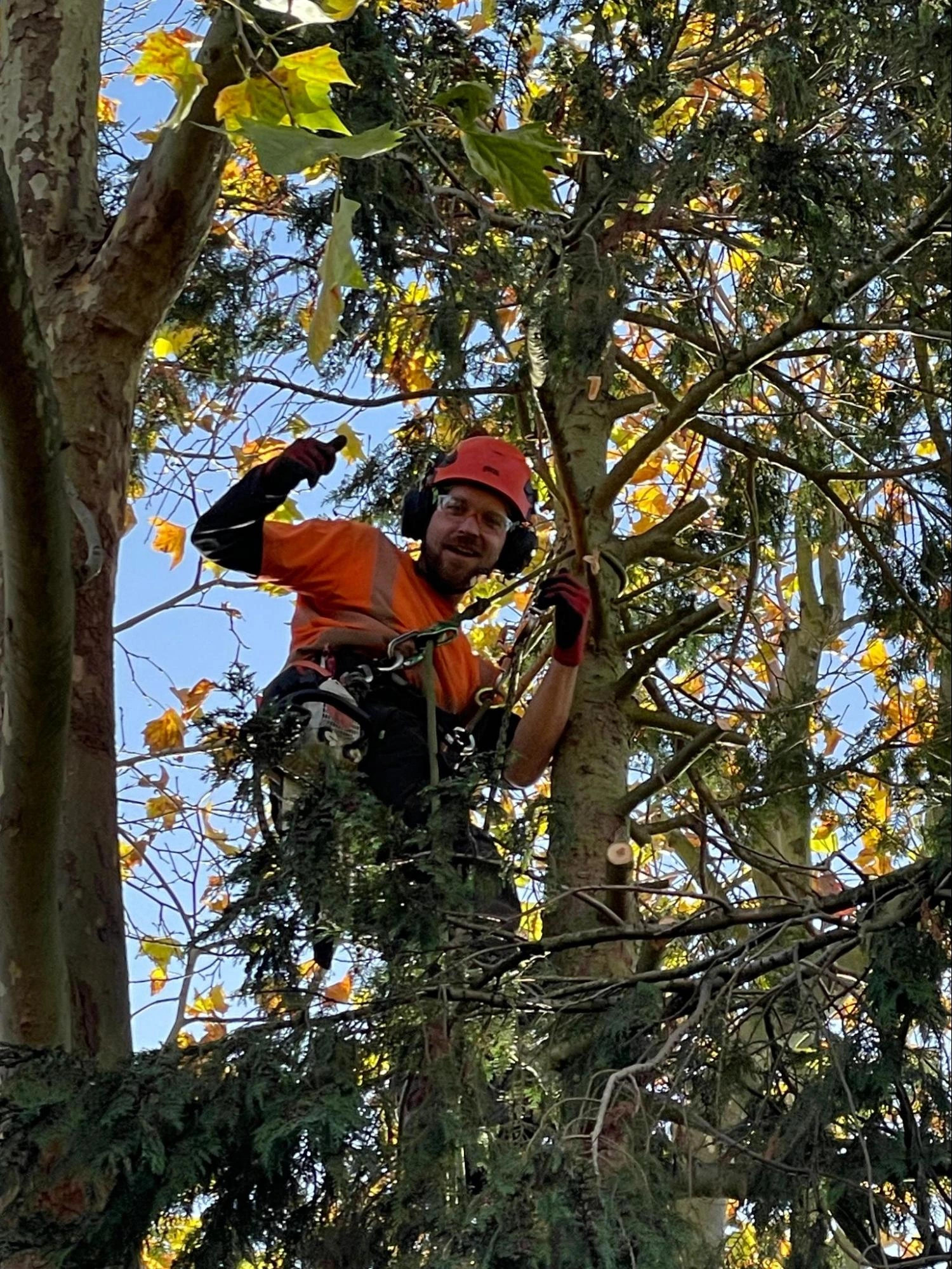 Rayleigh Tree Care Experts